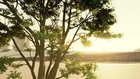 The warm morning sun dramatically casting intense rays through a large tree Illustrazione stock