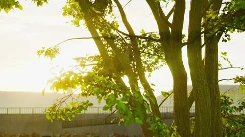 The warm morning sun dramatically casting intense rays through a large tree 스톡 일러스트