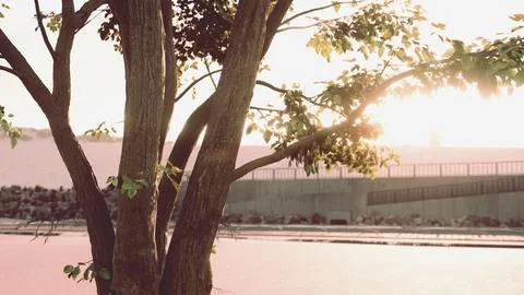 The warm morning sun dramatically casting intense rays through a large tree Illustrazione stock