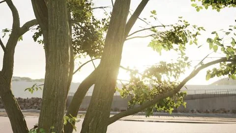 The warm morning sun dramatically casting intense rays through a large tree 스톡 일러스트