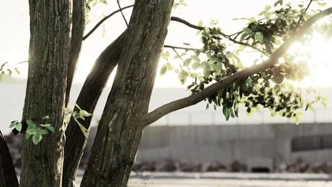 The warm morning sun dramatically casting intense rays through a large tree Illustrazione stock