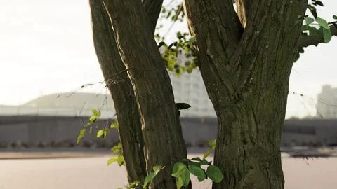 The warm morning sun dramatically casting intense rays through a large tree Illustrazione stock
