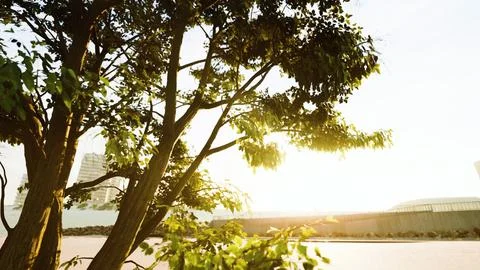 The warm morning sun dramatically casting intense rays through a large tree 스톡 일러스트