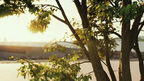 The warm morning sun dramatically casting intense rays through a large tree 스톡 일러스트
