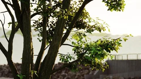 The warm morning sun dramatically casting intense rays through a large tree 스톡 일러스트