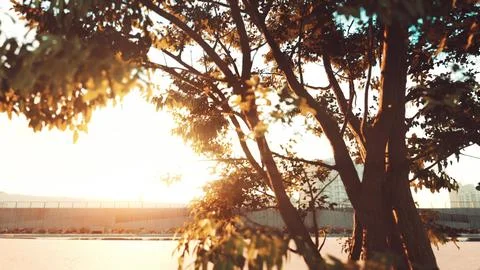 The warm morning sun dramatically casting intense rays through a large tree Illustrazione stock