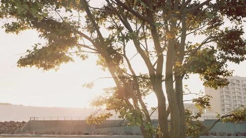 The warm morning sun dramatically casting intense rays through a large tree Photos
