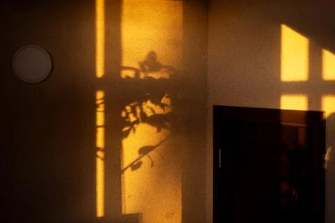 Warm morning window light casting plant shadows on textured wall Stock Photos