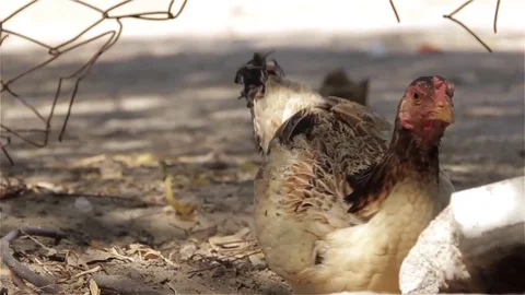 Warm Nesting Scene of Hen and Chicks in Poultry Farm Stock Footage 81340045