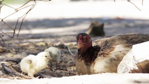 Warm Nesting Scene of Hen and Chicks in Poultry Farm - Close Up - 4K Stock Footage 259116636