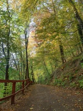 Warm october day in the deciduous woods. Stock Photos