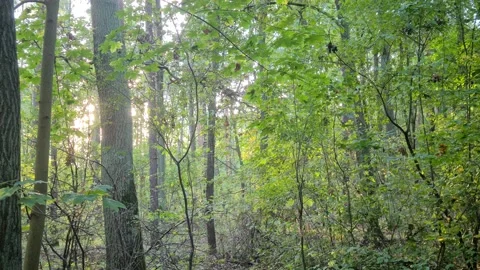 A warm October day in the forest Stock Footage 141022359
