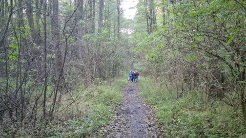 A warm October day in the forest Stock Footage 141100949