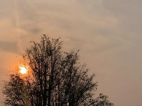 Warm Orange Sunset Sun Behind Tree Silhouette Jakarta Stock Image Stock Photos