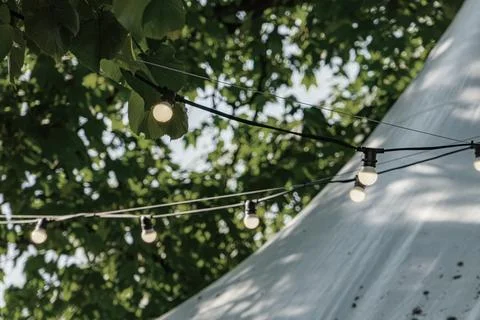 Warm Outdoor String Lights Hanging from a Tree at Night 库存照片