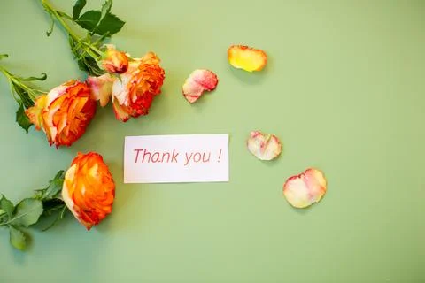 Warm palette of petals on solid pastel green background 库存照片