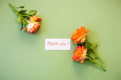 Warm palette of petals on solid pastel green background Stock Photos