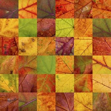 A warm patchwork of thirty six autumn leaves Stock Photos