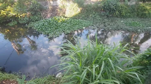 Warm Peaceful River Stock Footage 334329747