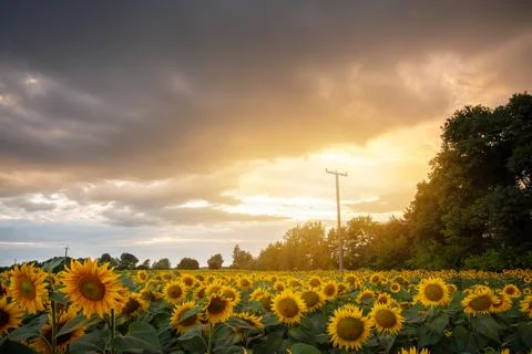 Warm pleasant evening in summer Stock Photos