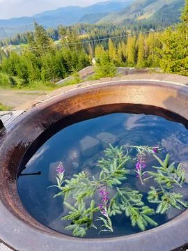 Warm pool in the mountains with pine needles Stock Photos