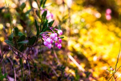 In the warm rays of the summer sun cranberries bloom Stock Photos