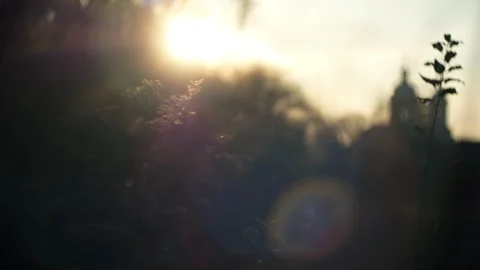 Warm rays of the sun glare in plant leaves with lens flare and amazing bokeh 動画素材 317191590
