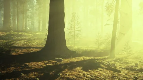 Warm rays of sunlight illuminate peaceful forest floor scene Stock Footage 339800284