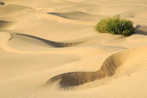 Warm sand with ripples pattern form and cactus plant in Khuri Khurri sand d.. Stock Photos