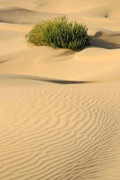 Warm sand with ripples pattern form and cactus plant in Khuri Khurri sand ... 写真素材