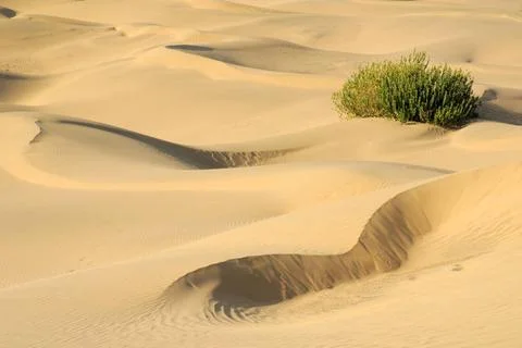 Warm sand with ripples pattern form and cactus plant in Khuri Khurri sand ... Foto stock