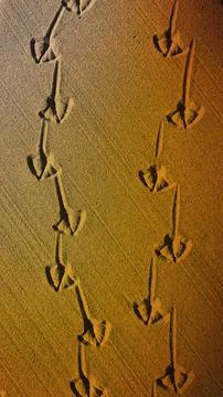 A warm, sandy-colored vertical 4K background featuring seagull tracks etche.. Stock-Illustration