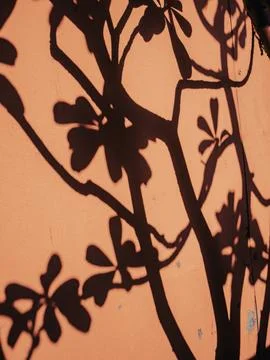 Warm Sepia Plant Shadow Pattern with Branch Silhouette on Textured Wall 스톡 사진