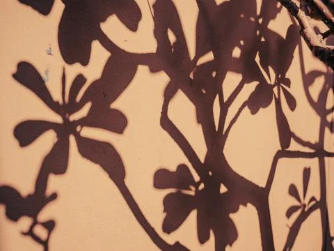 Warm Sepia Plant Shadow Pattern with Branch Silhouette on Textured Wall 库存照片