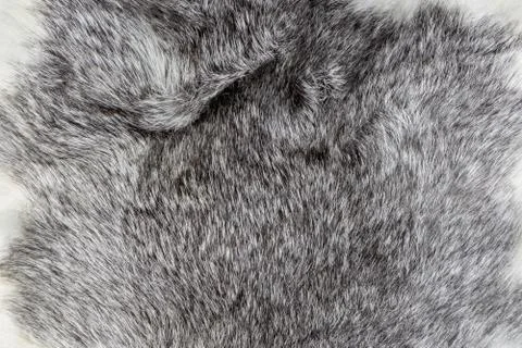 Warm Silver and white natural Animal fur texture background closeup Stock Photos