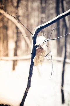 Warm Snow Day 스톡 사진