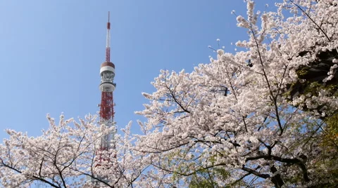 Warm spring breeze blowing on blooming cherry blossoms in Tokyo. Stock Footage 61630523