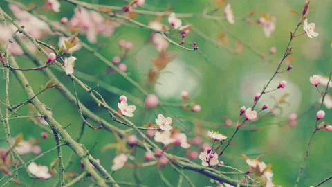 Warm Spring Day. Blossoming Cherry Plum Springtime Pink Flowers. Japanese Plum. Stock-Footage 261497872