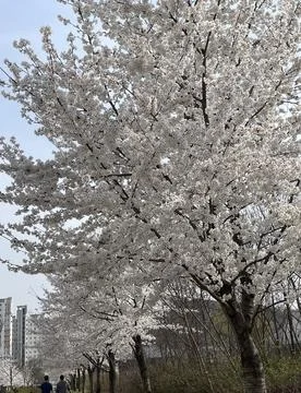 A warm spring day with cherry blossoms in full bloom Stock Photos