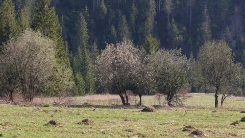 Warm spring day in the mountains. Stock Footage 75751108