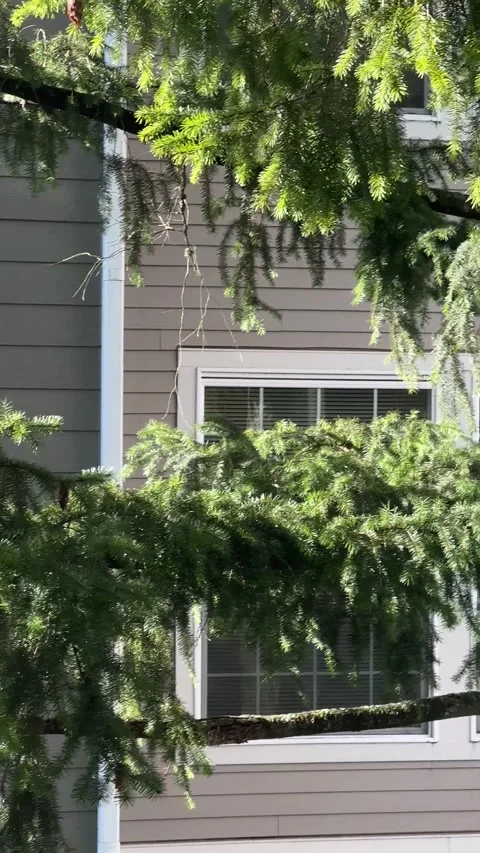 Warm spring day a small bird sits on a pine branch Stock Footage 241029306