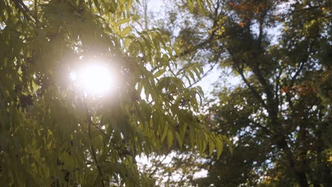 A warm spring day. Sunlight glimmers through a branch swaying in a light breeze Stock Footage 278585025