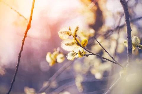 On a warm spring day, a willow tree blooms luxuriously on its thin branches,  Stock Photos