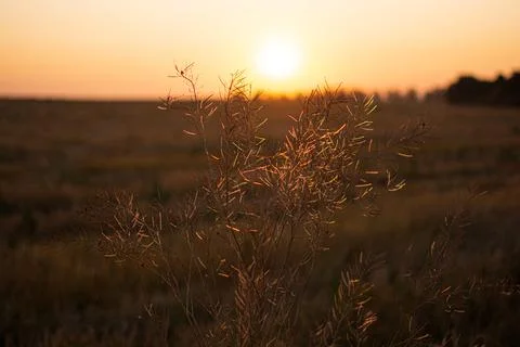 Warm spring evening with a bright vibrant meadow during sunset. Grass silhoue Stock Photos