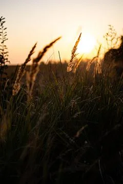 Warm spring evening with a bright vibrant meadow during sunset. Grass silhoue Stock Photos