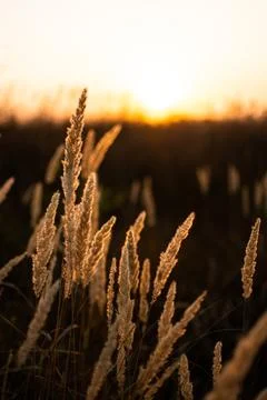 Warm spring evening with a bright vibrant meadow during sunset. Grass silhoue Stock Photos