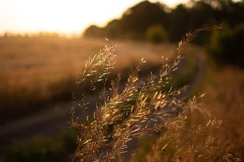 Warm spring evening with a bright vibrant meadow during sunset. Grass silhoue Stock Photos