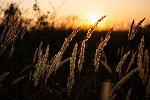 Warm spring evening with a bright vibrant meadow during sunset. Grass silhoue Foto stock
