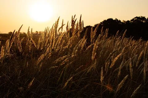 Warm spring evening with a bright vibrant meadow during sunset. Grass silhoue Stock Photos