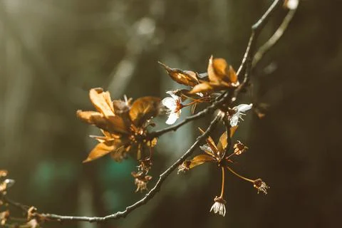 Warm Spring flower background. White tender flowers on a tree branch lightened Stock Photos